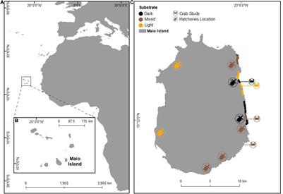 Light Sandy Beaches Favour Hatching Success and Best Hatchling Phenotype of Loggerhead Turtles